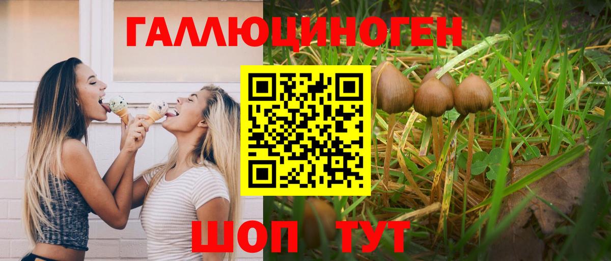 Галлюциногенные грибы Psilocybe Бирск