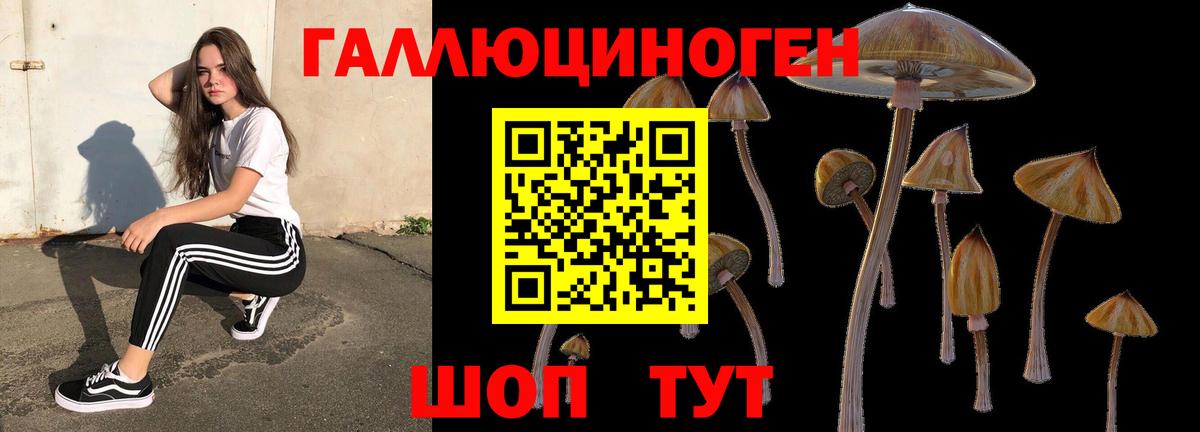 Галлюциногенные грибы Psilocybe Бирск